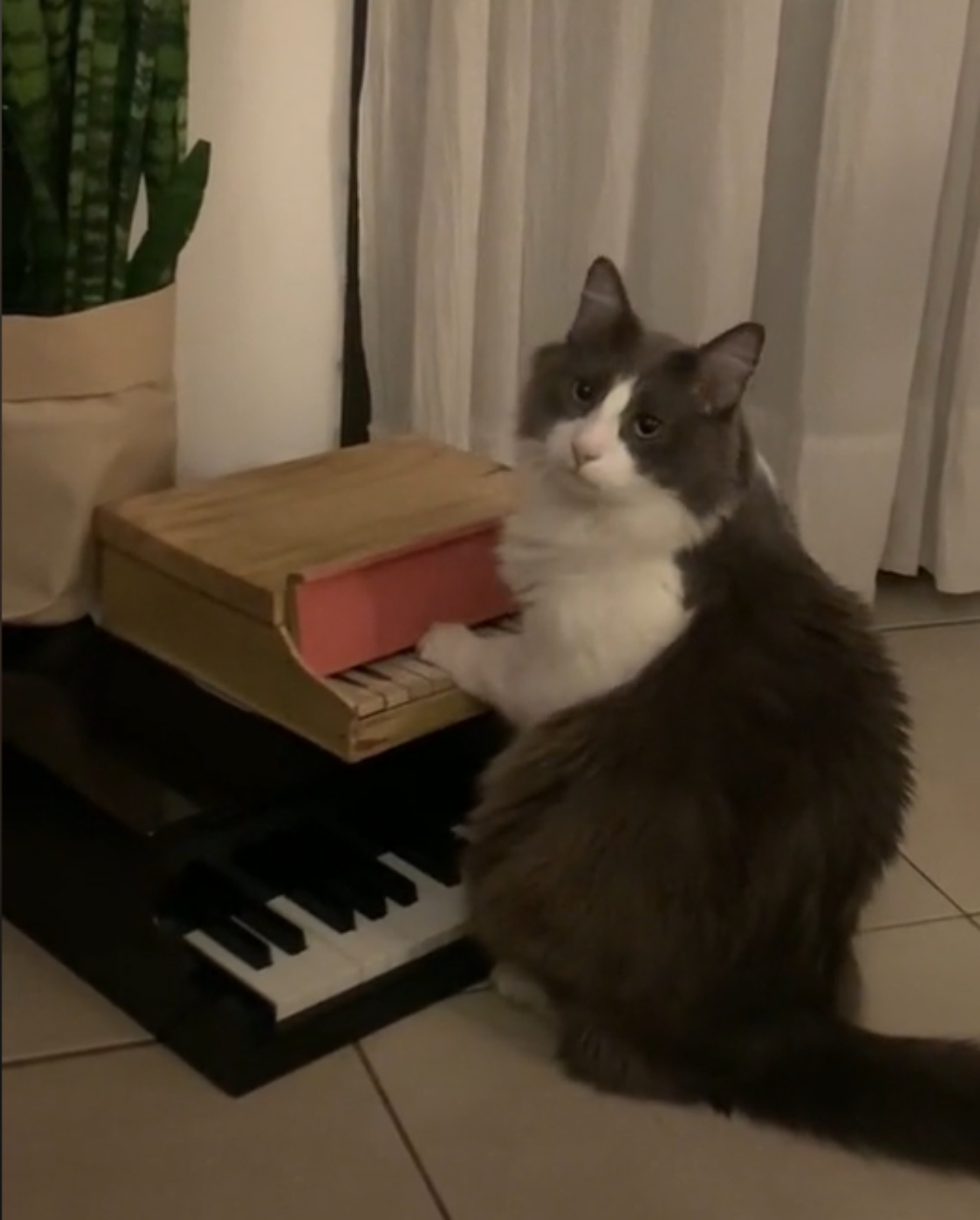 Il gatto suona uno strumento