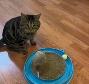 Lui si chiama Fishtoper ed è il gatto che per la sua espressione triste sta conquistando i social