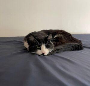 Lui si chiama Gatito ed è famoso: è il gatto che scioglie i cuori all’Università di Stanford