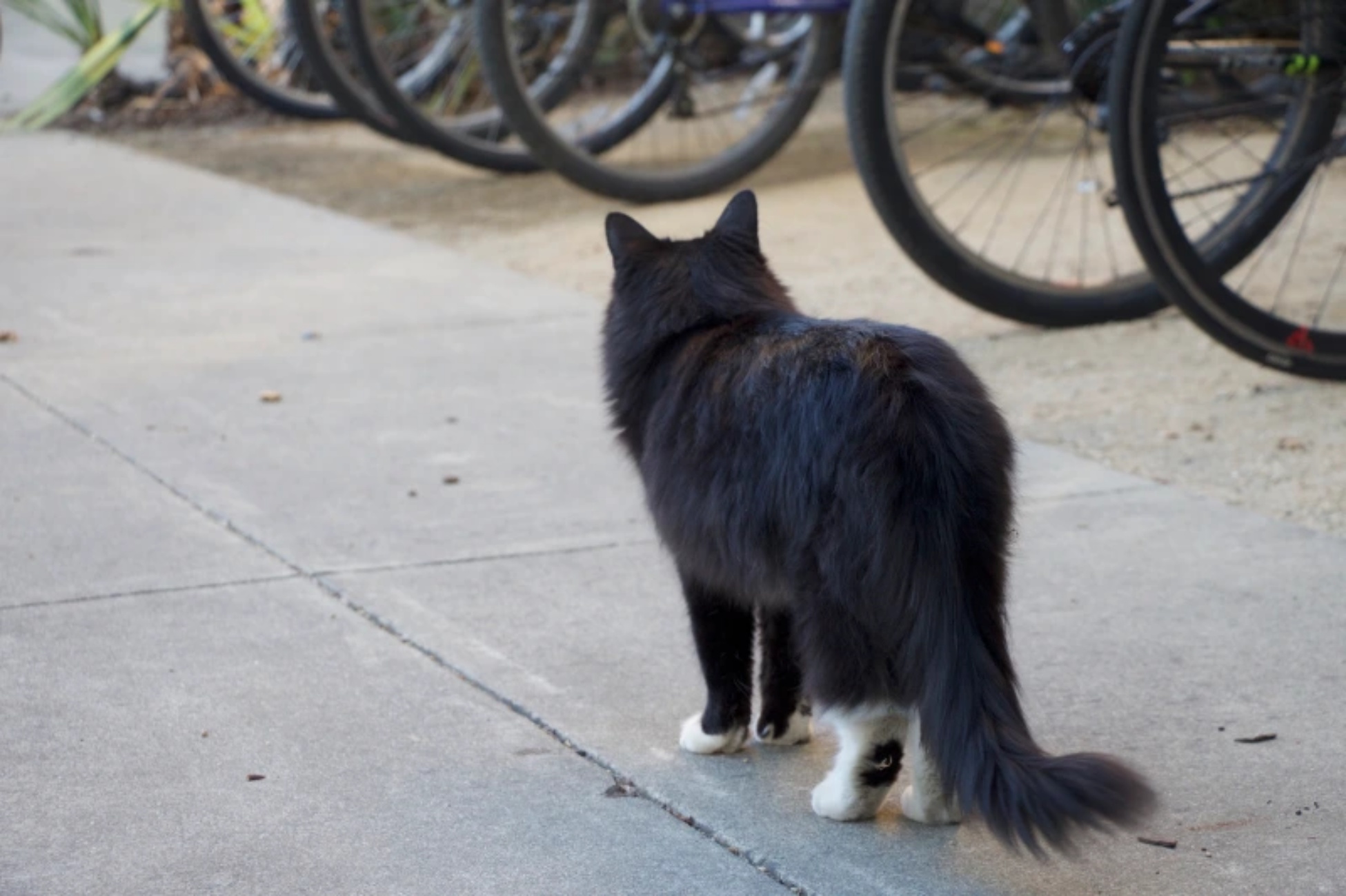 gatto in strada