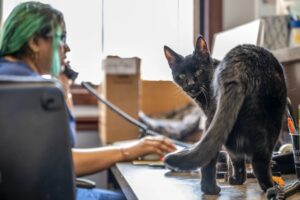 Lui si chiama Snowflake, il gatto anziano che ha un lavoro importante in una clinica veterinaria