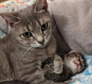 Mamma gatta riesce a trovare un posto sicuro per i suoi quattro gattini