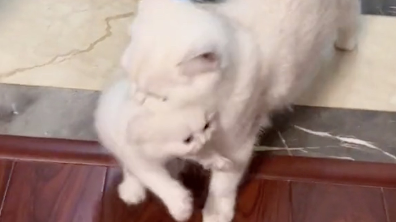 Mamma gatto con il cucciolo