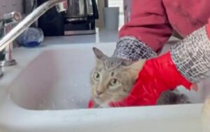gatto e bagno