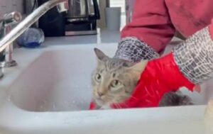 Missione impossibile: fare un bagno a questo gatto è una delle cose più difficili al mondo