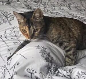 gattino sul letto