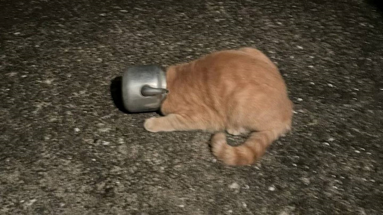 Gatto con la testa in un recipiente