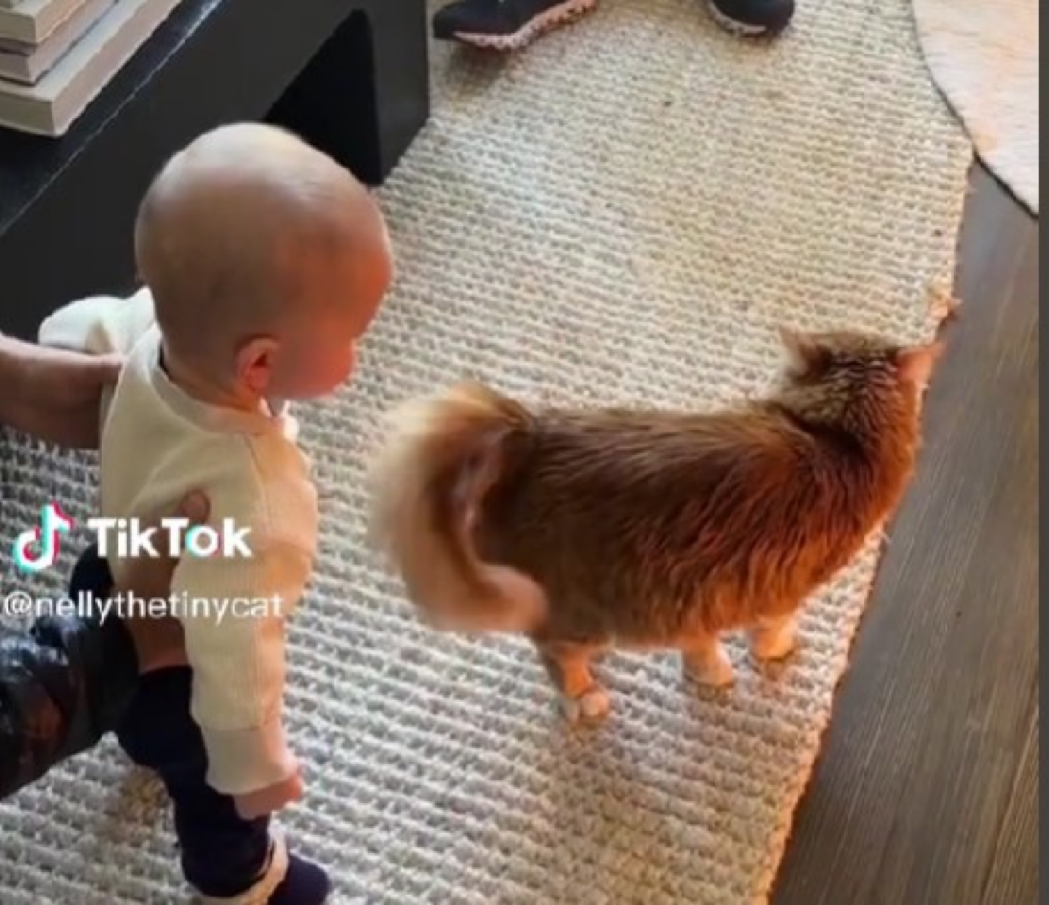 gatto e bambino