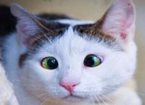 Questa gattina strabica ha a lungo vissuto senza amore, finché qualcosa non è cambiato
