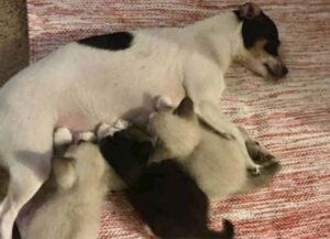 Questi gattini sono diventati i nuovi figli di una cagnolina che ha perso i suoi cuccioli