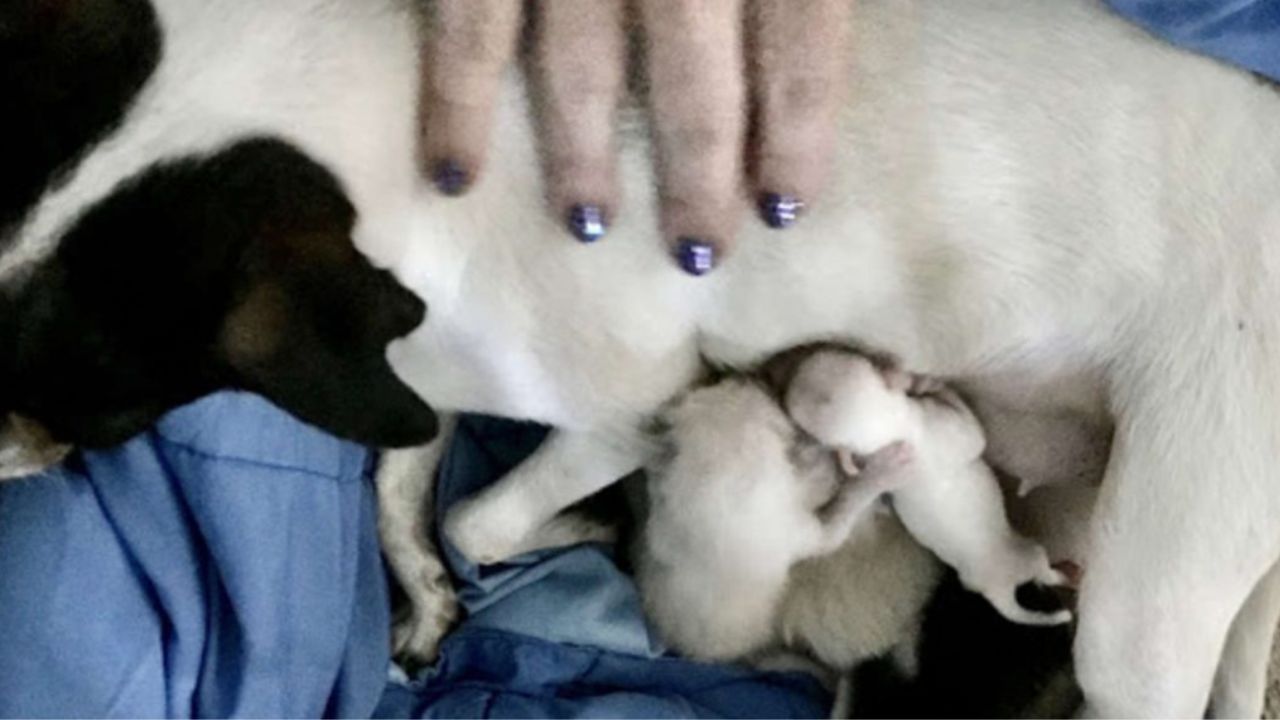 Gattini trovano una nuova madre