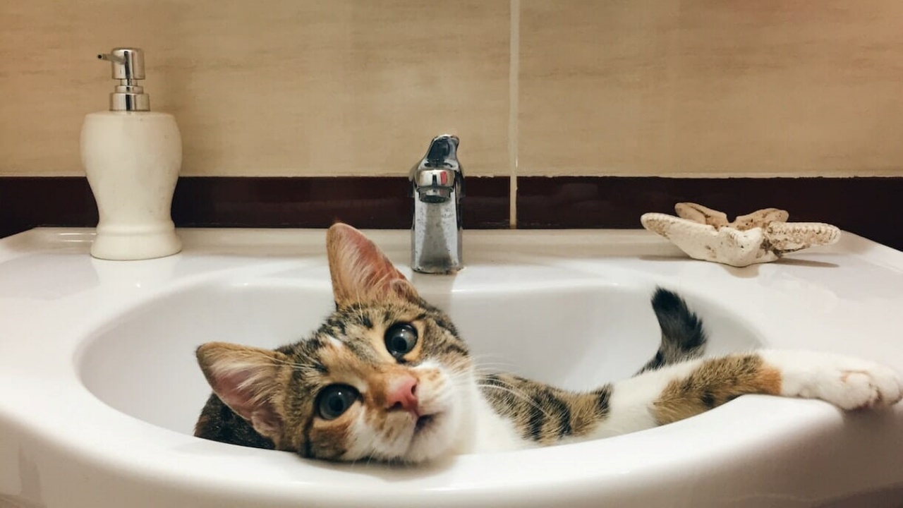 gatto in bagno