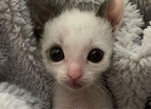 Questo gattino con gli occhi giganti ha un passatempo speciale: abbracciare la sua famiglia