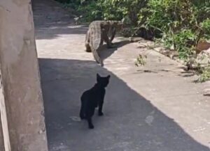 Questo gatto ha dimostrato tutto il suo coraggio: si è cimentato nell’inseguimento di un coccodrillo