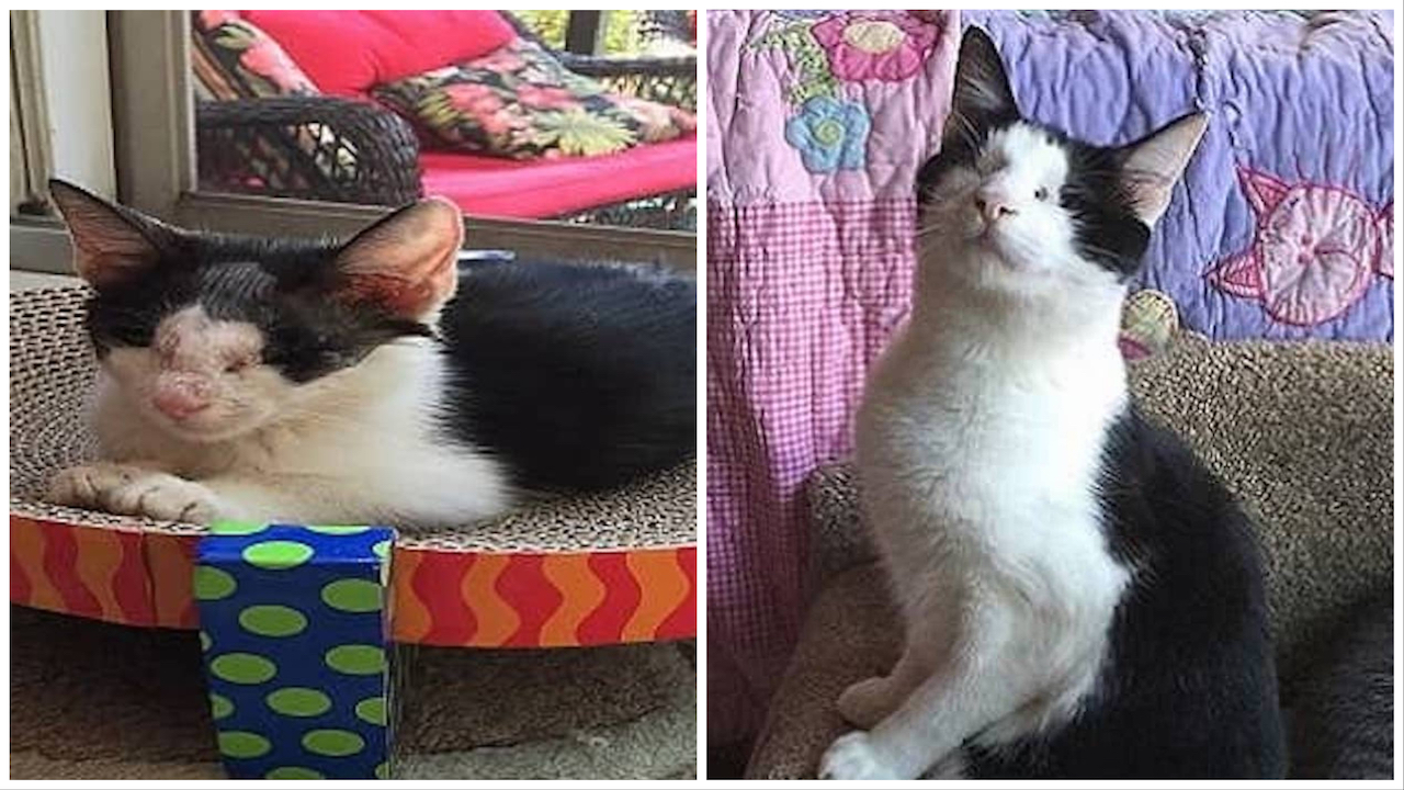 Gatto con il pelo bianco e nero