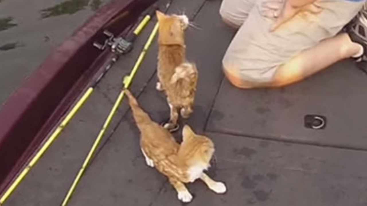 un uomo trova due gatti e li salva prima che potessero annegare