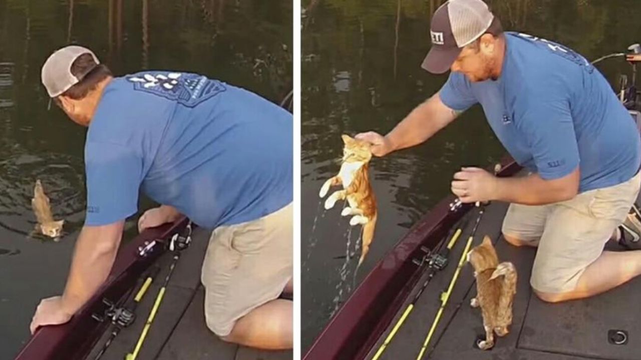 pescando salva due gatti