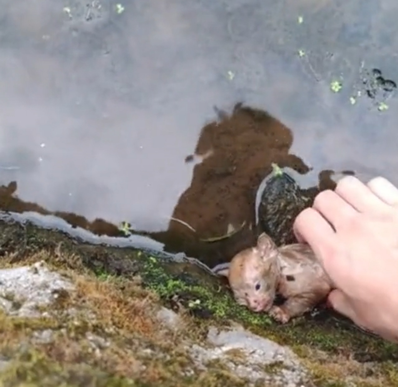 Gattino stava per annegare