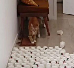 Scommettiamo che non avete mai visto niente di simile: questo gatto è campione di parkour