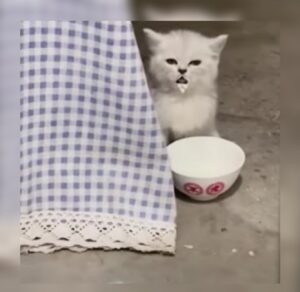 gattino beve il latte
