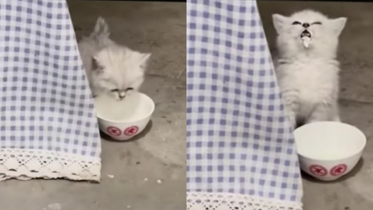 gattino e latte