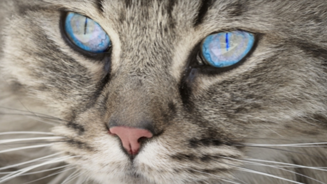 Gatto con gli occhi blu