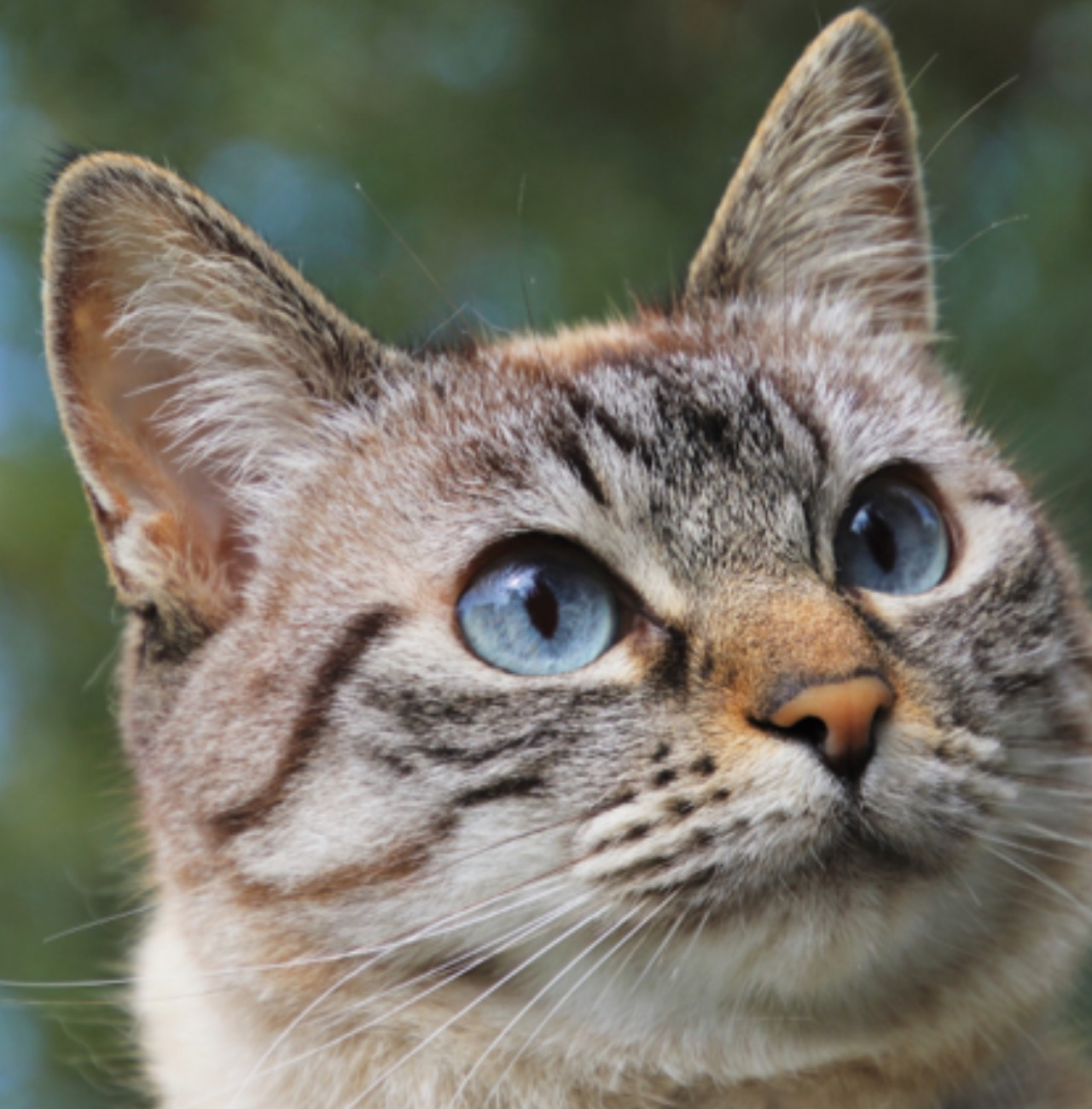 Gatto guarda per aria