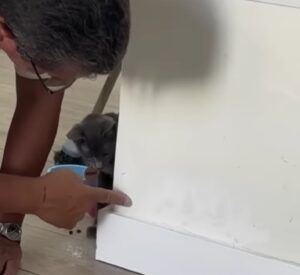 “Sicuro di star facendo bene?”: così il gattino supervisiona i lavori di pittura del proprietario