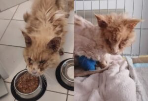 Solo, sporco e nascosto nella foresta: questo gatto si è salvato grazie a una donna gentile