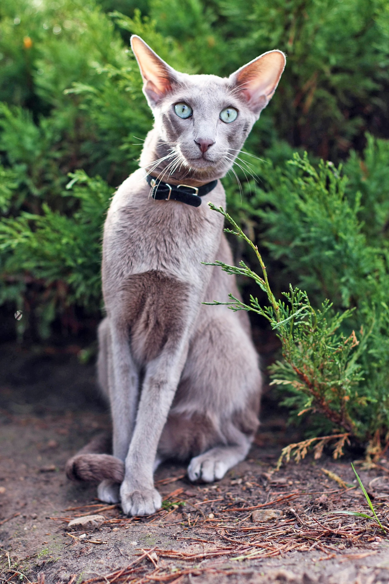 oriental shorthair