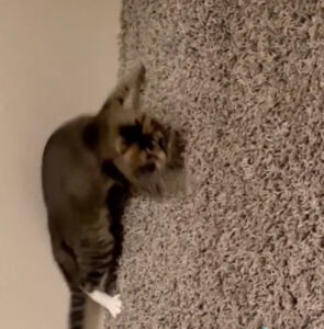 Sorpresa: questo gatto si sta allenando per diventare lo scalatore migliore del mondo