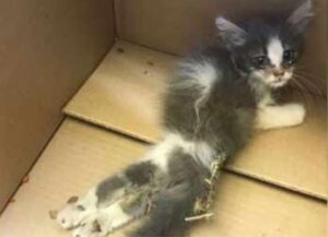 Trovato mentre si trascinava sulle zampe posteriori, questa gattino sembrava davvero spacciato