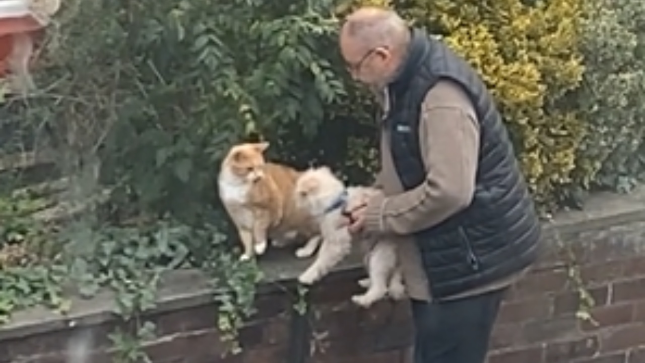 L'incredibile incontro tra cane e gatto