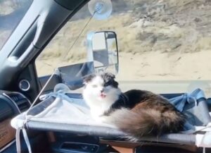 Un gatto fa compagnia al padrone in modo davvero particolare, mentre viaggiano in macchina (VIDEO)