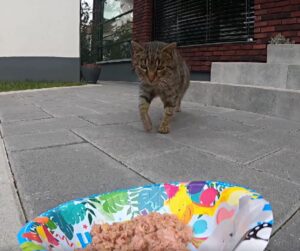 gatto randagio con cibo