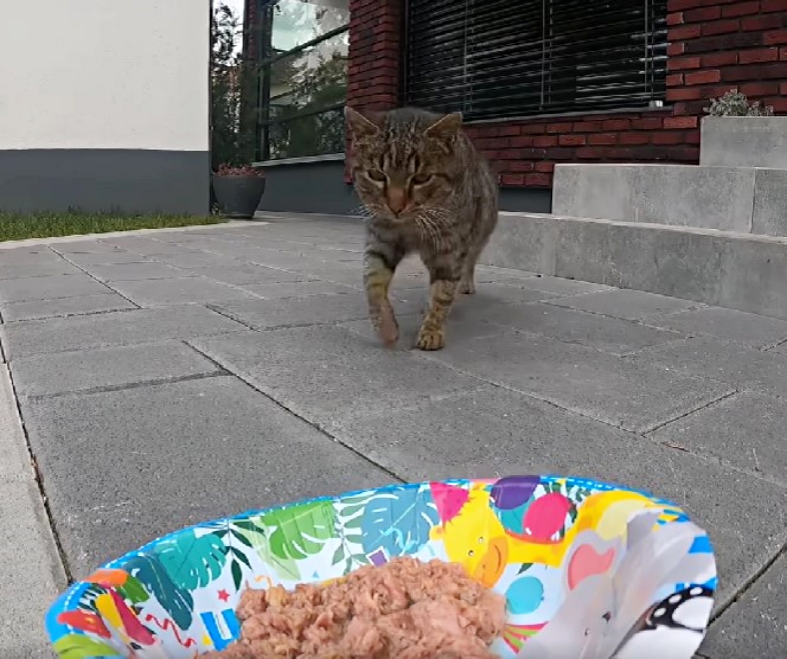 gatto randagio e cibo