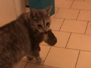 Un gatto scatena il panico in casa quando torna con un “gattino” decisamente sbagliato