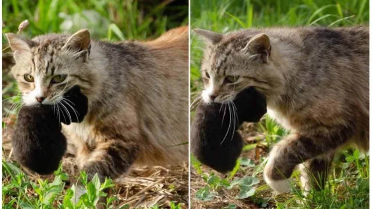 gatto con gattino in bocca