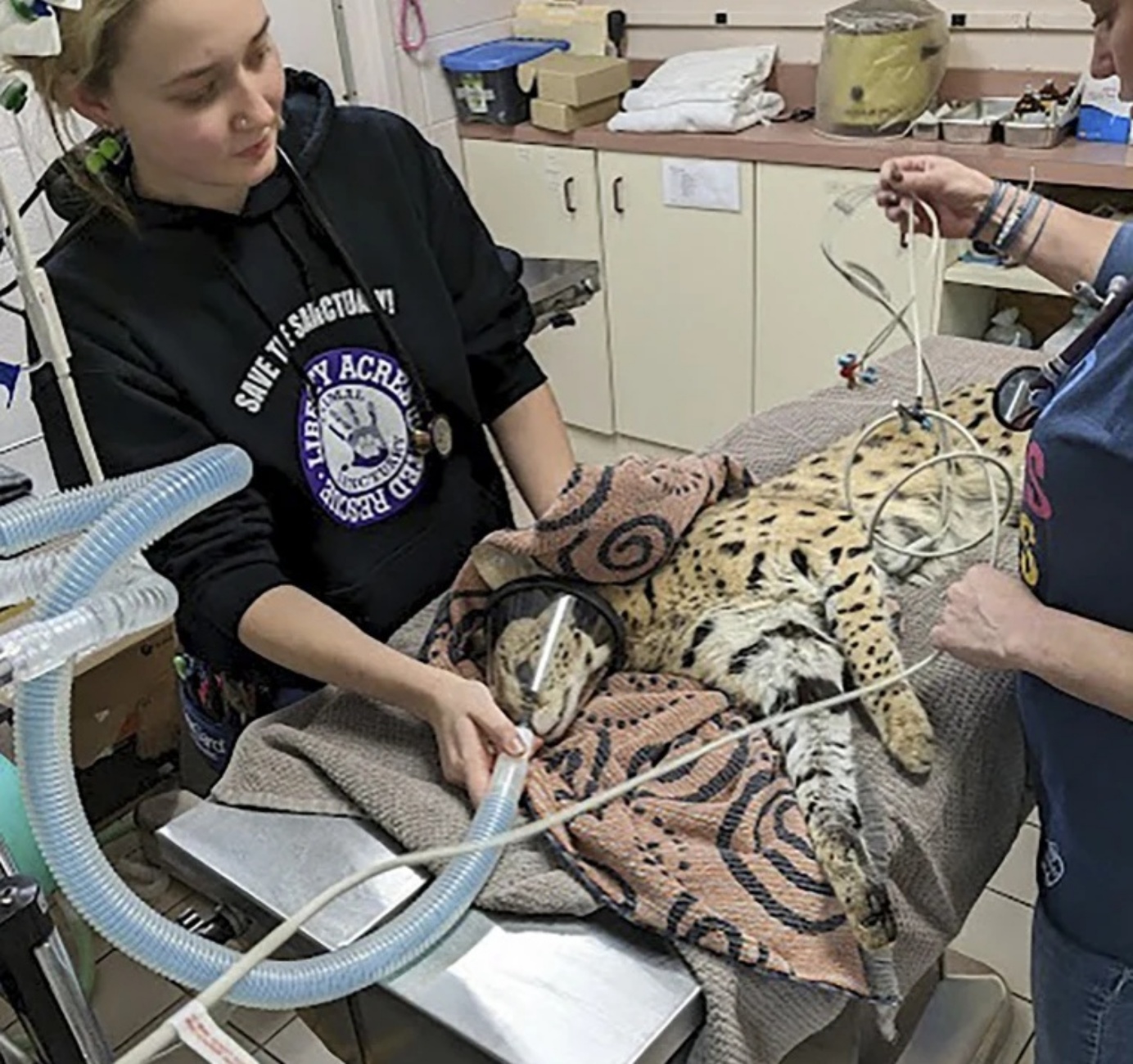 gatto selvatico in clinica