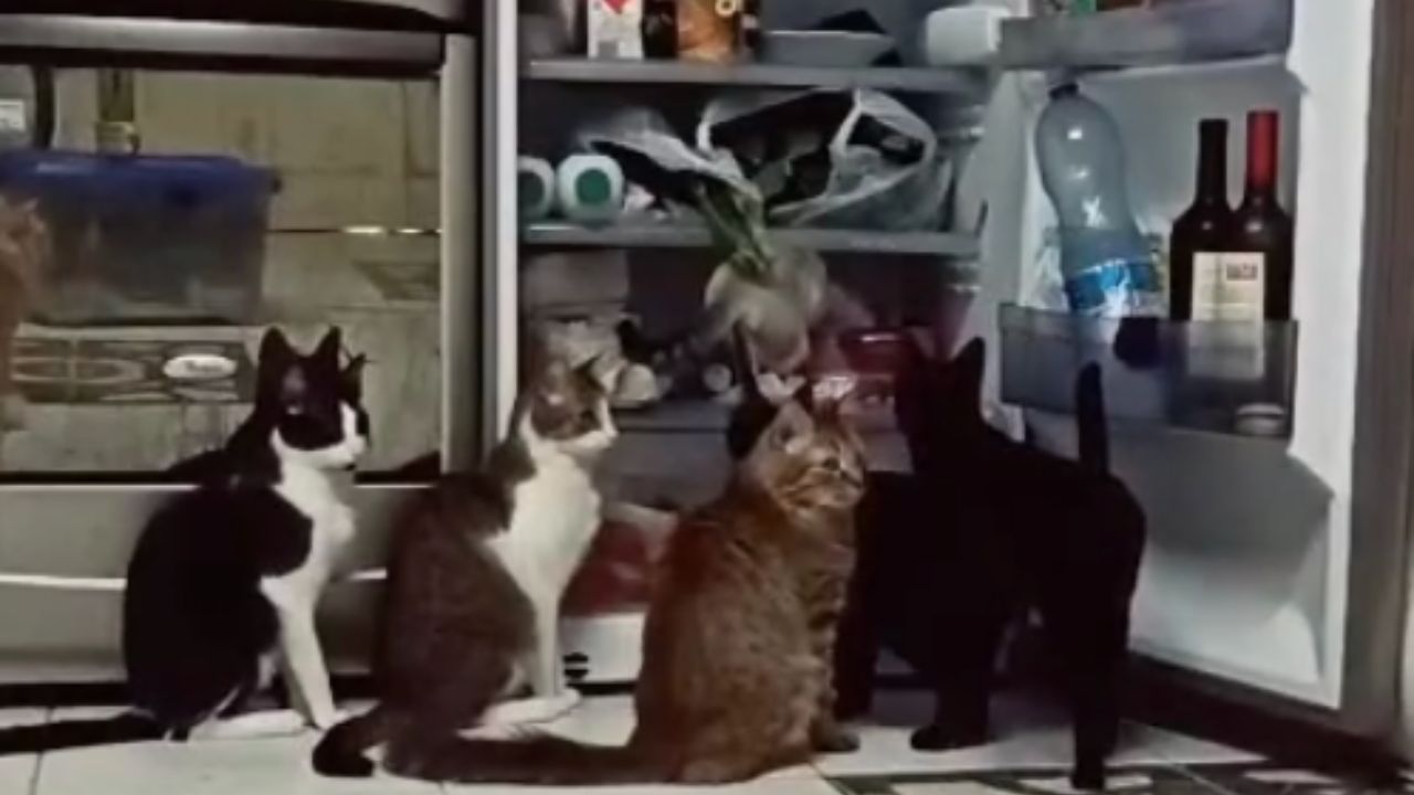 i gatti aprono il frigorifero 