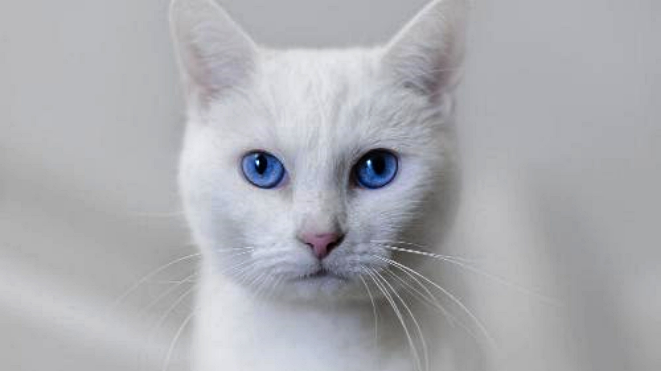 gattino bianco