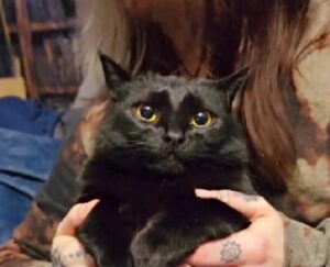 Una vera regina del dramma: questa gattina urla anche se nessuno le sta facendo niente