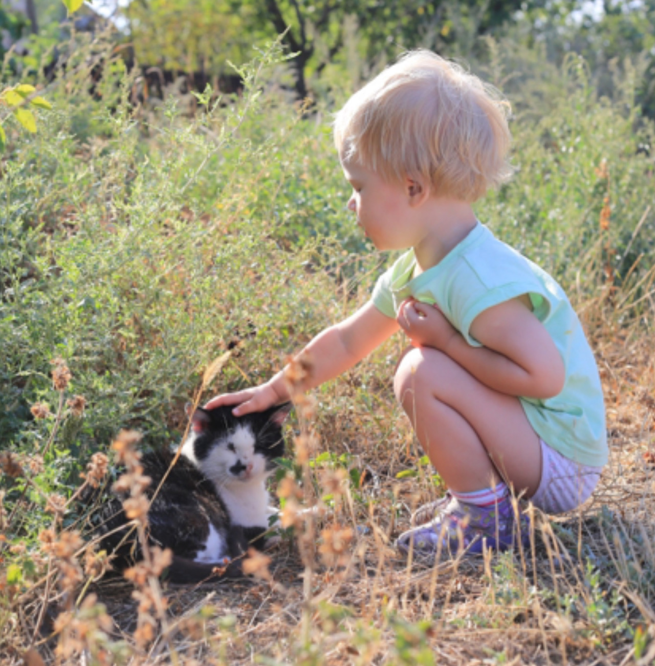 Gatto viene accarezzato dal bambino