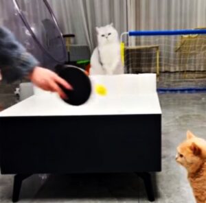 Uno è un campione di ping pong, l’altro un po’ meno: il gioco con questi gatti è tutto da ridere