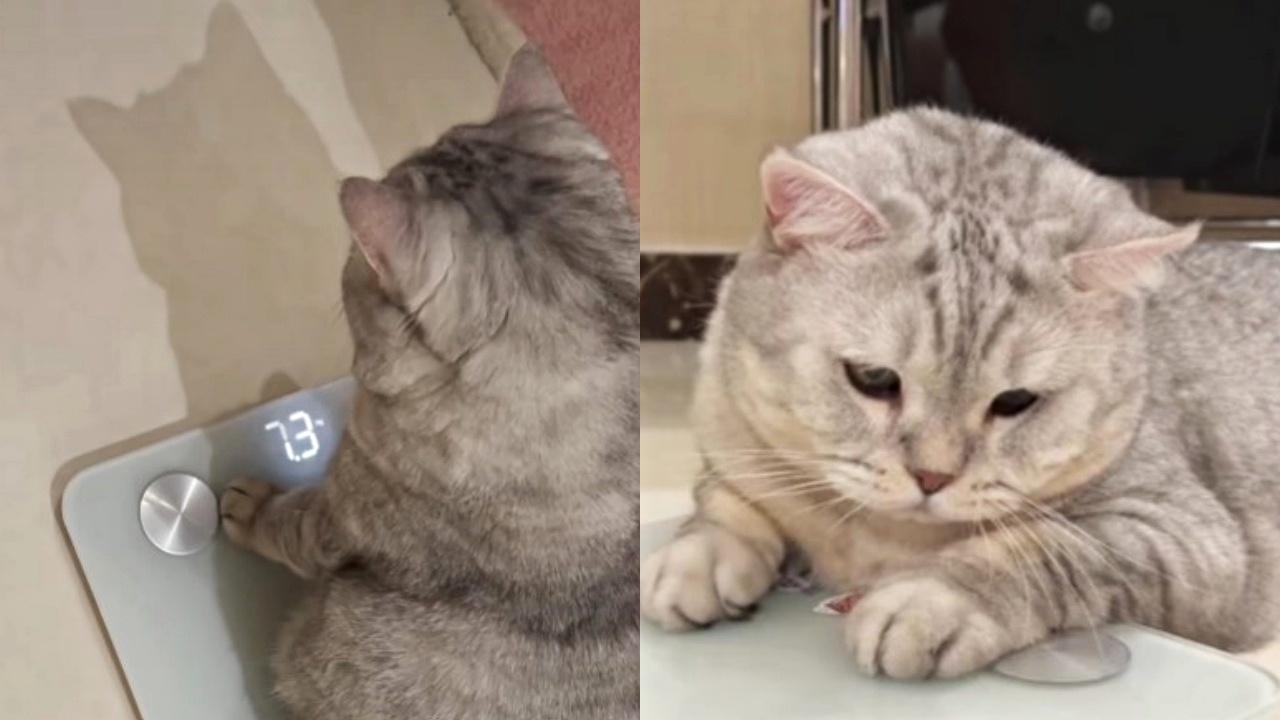 gatto cicciottello