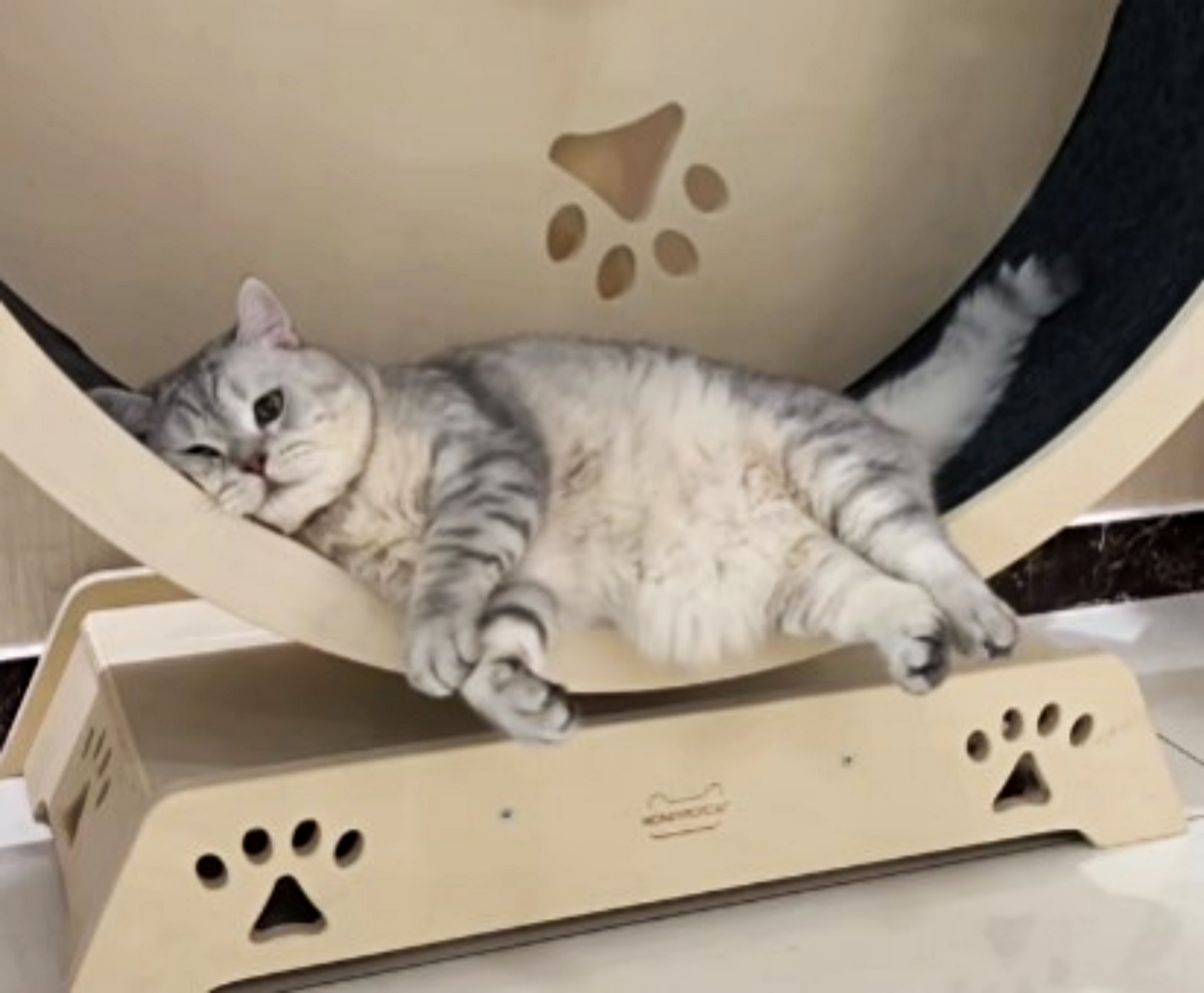 gatto rilassato