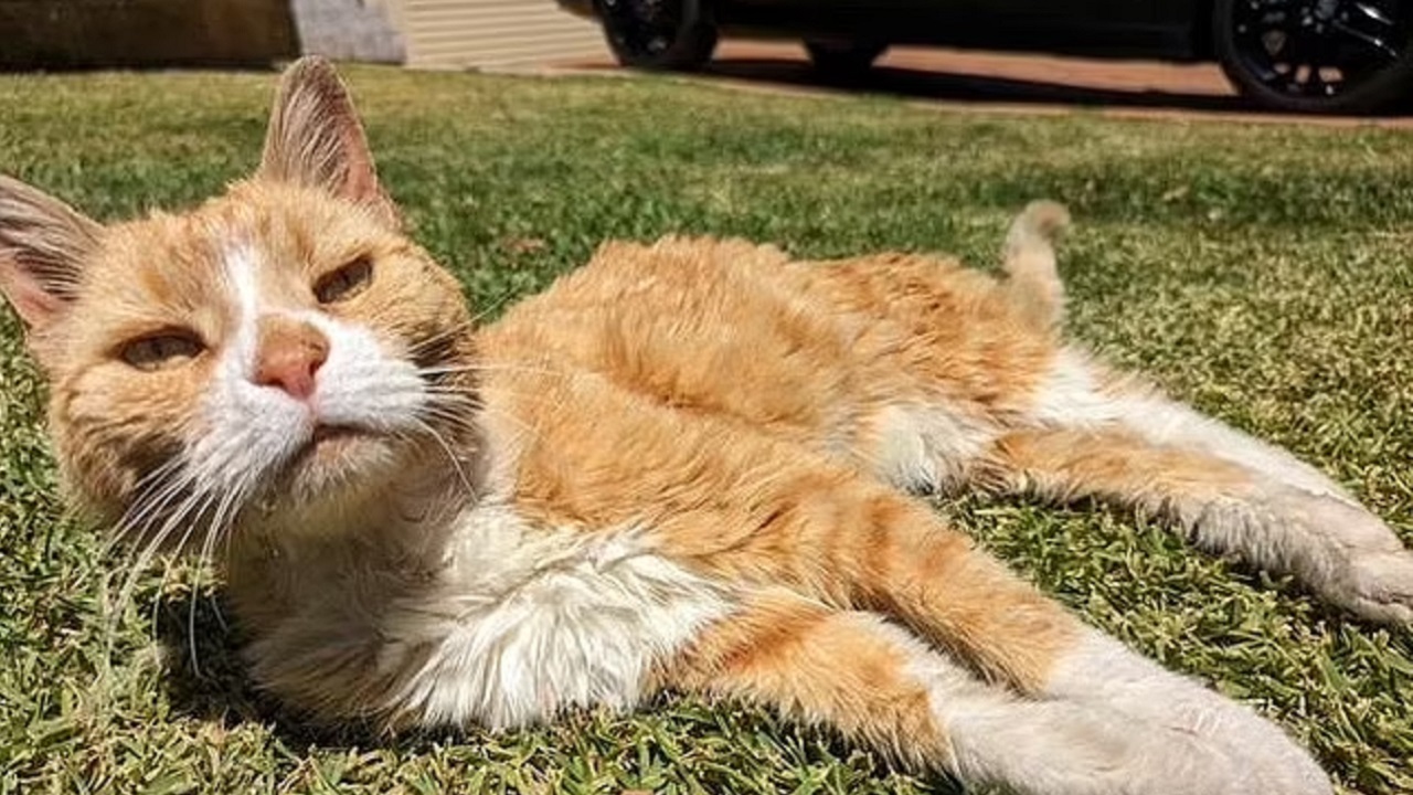 Gatto rosso sdraiato sul prato