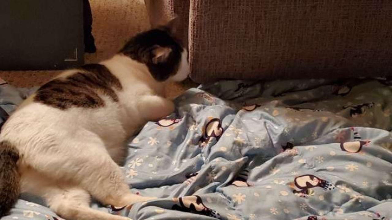 gattino sulla coperta