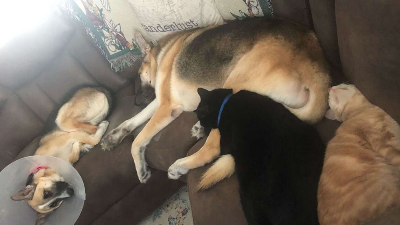 cani e gatti che si riposano