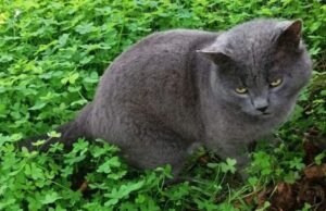 Brindisi, smarrito un gatto simil Certosino di 10 anni, il micio si chiama Poppo